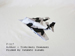 origami F117, Author : Toshikazu Kawasaki, Folded by Tatsuto Suzuki